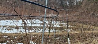 김상백님의 자두 · 영농일지 작성글 사진