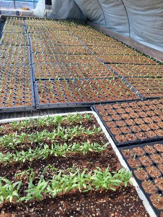 이종춘님의 고추 · 영농일지 작성글 사진