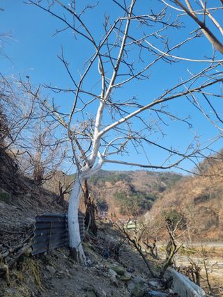 김용대님의 기타작물 · 영농일지 작성글 사진