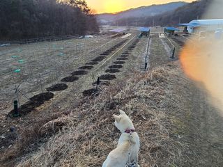 속리산정이품농원님의 기타작물 · 영농일지 작성글 사진
