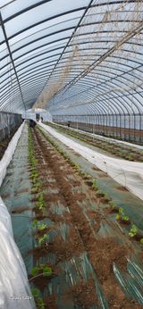 팜모닝 호박·영농일지 게시글 이미지