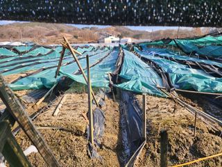 하늘아래삼 님의 기타작물 · 영농일지 작성글 사진