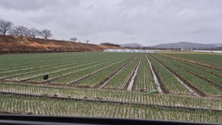 서정욱님의 마늘 · 영농일지 작성글 사진