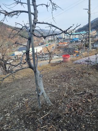 김용대님의 기타작물 · 영농일지 작성글 사진