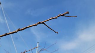 임병로님의 복숭아 · 영농일지 작성글 사진