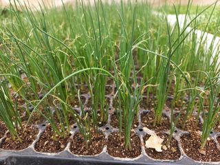 박린님의 고추 · 영농일지 작성글 사진