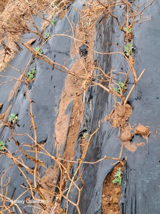 이세순님의 기타작물 · 영농일지 작성글 사진