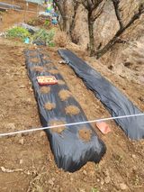 팜모닝 감자·영농일지 게시글 이미지