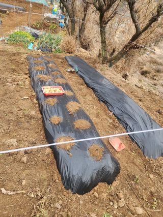 차태현님의 감자 · 영농일지 작성글 사진