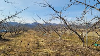 임병로님의 복숭아 · 영농일지 작성글 사진
