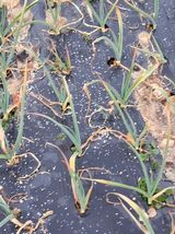 팜모닝 기타작물·영농일지 게시글 이미지