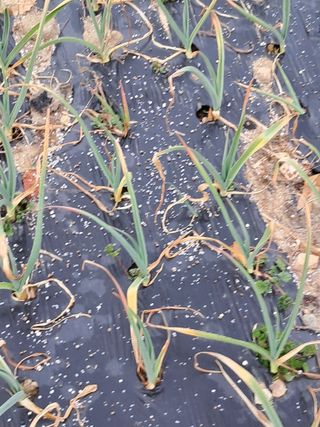 울산연안님의 기타작물 · 영농일지 작성글 사진