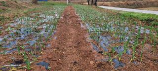 김동제님의 양파 · 영농일지 작성글 사진