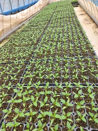 박린님의 고추 · 영농일지 작성글 사진