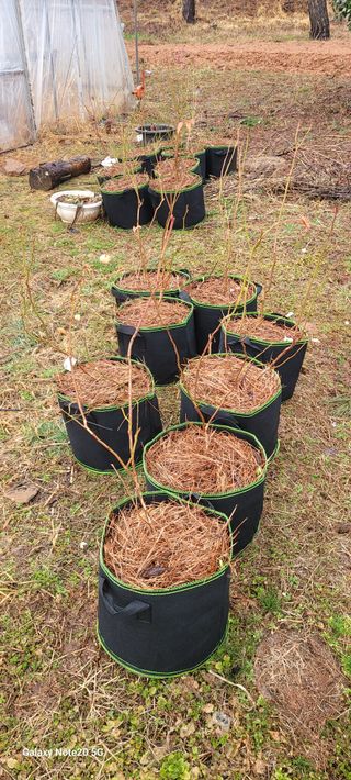 김동제님의 양파 · 영농일지 작성글 사진