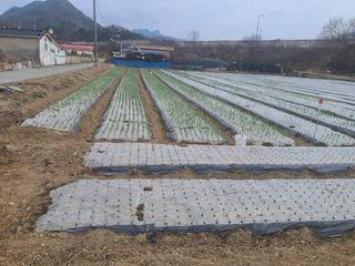 오석철(aasd11님의 기타작물 · 영농일지 작성글 사진