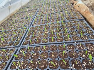 노아님의 옥수수 · 영농일지 작성글 사진