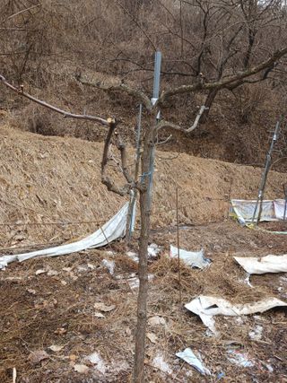 행복한일상님의 기타작물 · 영농일지 작성글 사진