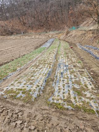 조우상님의 기타작물 · 영농일지 작성글 사진