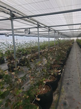 일군 블루베리 농원님의 기타작물 · 영농일지 작성글 사진