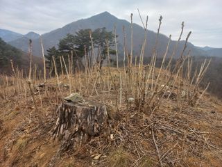 손 무현님의 두릅 · 영농일지 작성글 사진