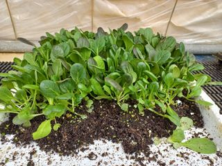 박린님의 고추 · 영농일지 작성글 사진