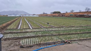 서정욱님의 마늘 · 영농일지 작성글 사진