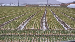 서정욱님의 마늘 · 영농일지 작성글 사진