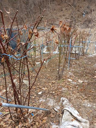 행복한일상님의 기타작물 · 영농일지 작성글 사진