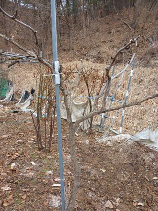 행복한일상님의 기타작물 · 영농일지 작성글 사진