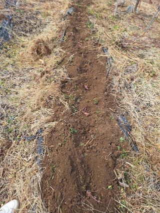 레인보우가든님의 기타작물 · 영농일지 작성글 사진