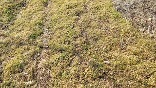 임병로님의 복숭아 · 영농일지 작성글 사진