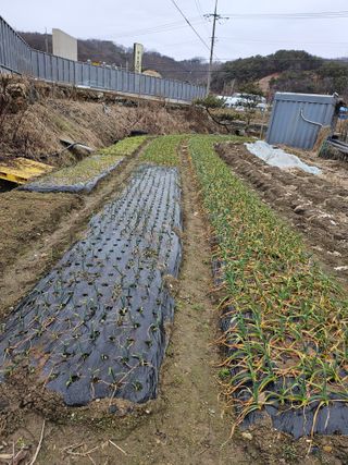 김강호님의 마늘 · 영농일지 작성글 사진