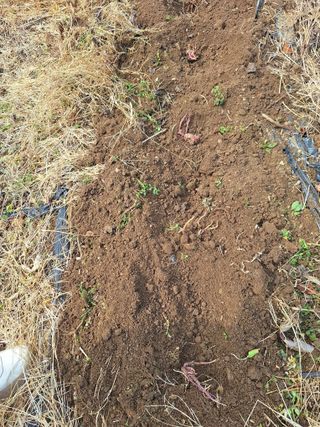 레인보우가든님의 기타작물 · 영농일지 작성글 사진