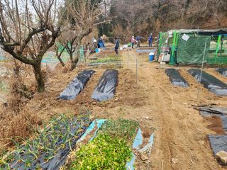 차태현님의 기타작물 · 영농일지 작성글 사진