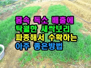 꿈꾸는텃밭님의 기타작물 · 영농일지 작성글 사진