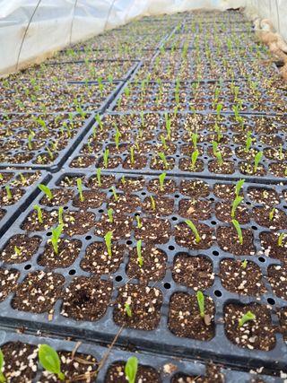 노아님의 옥수수 · 영농일지 작성글 사진