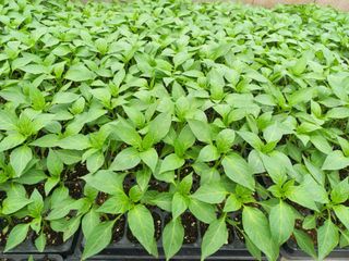 박린님의 고추 · 영농일지 작성글 사진