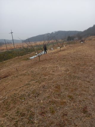 성재엄마님의 기타작물 · 영농일지 작성글 사진