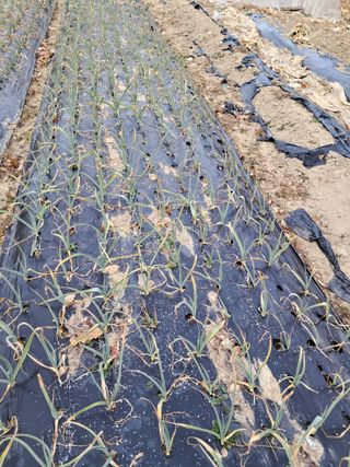 울산연안님의 기타작물 · 영농일지 작성글 사진