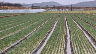 서정욱님의 마늘 · 영농일지 작성글 사진