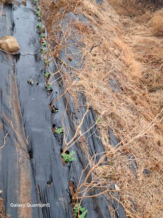이세순님의 기타작물 · 영농일지 작성글 사진