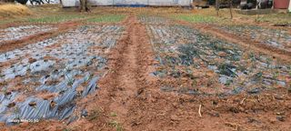 김동제님의 양파 · 영농일지 작성글 사진