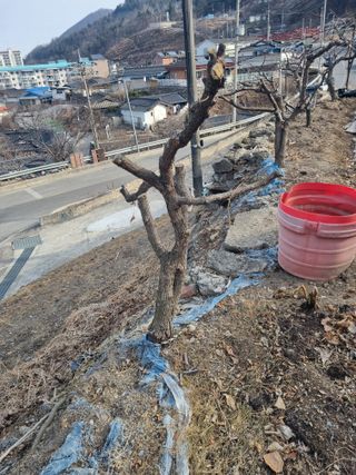 김용대님의 기타작물 · 영농일지 작성글 사진