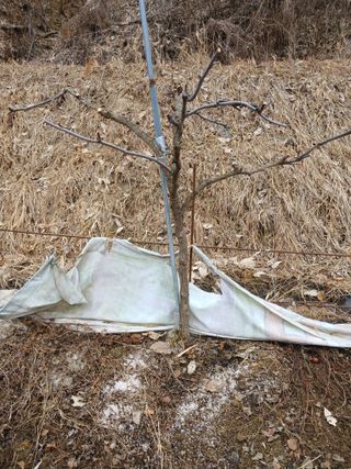 행복한일상님의 기타작물 · 영농일지 작성글 사진