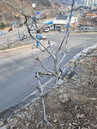김용대님의 기타작물 · 영농일지 작성글 사진