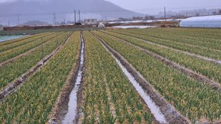 서정욱님의 마늘 · 영농일지 작성글 사진