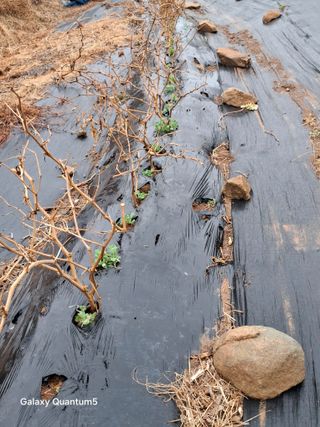 이세순님의 기타작물 · 영농일지 작성글 사진