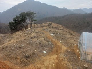 손 무현님의 두릅 · 영농일지 작성글 사진