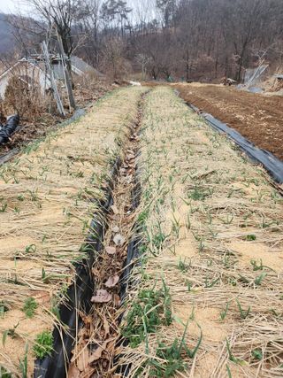 최용은님의 기타작물 · 영농일지 작성글 사진